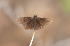 Ephyriades brunnea floridensis