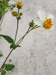 Bidens alba