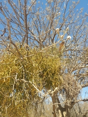 Phoradendron carneum