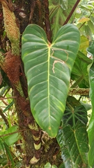 Philodendron