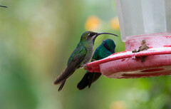 Campylopterus falcatus