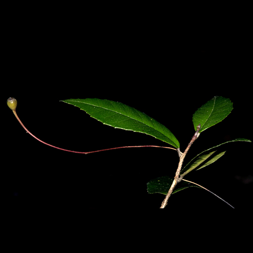 Gesneria filipes