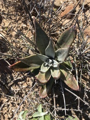 Dudleya arizonica