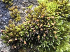 Schistidium crassipilum