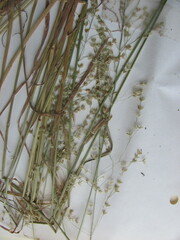 Poa sylvestris