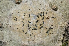 Opegrapha