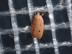 Oecophorinae
