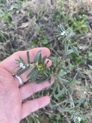 Buglossoides arvensis