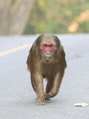 Macaca arctoides