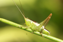 Conocephalus longipes