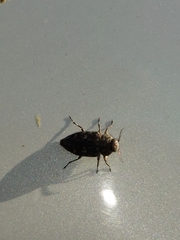 Chrysobothris tranquebarica