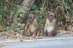 Macaca arctoides