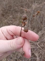 Ludwigia alternifolia