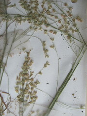 Poa sylvestris