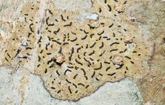 Opegrapha