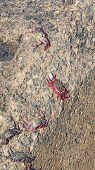 Grapsus adscensionis