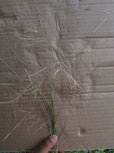 Havard's threeawn (Aristida havardii)
