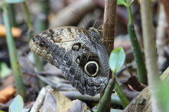 Caligo telamonius memnon
