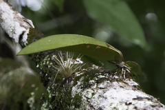 Codonanthopsis