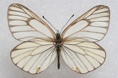 Aporia hippia