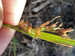 Scleria muehlenbergii