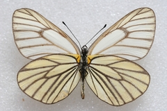 Aporia hippia