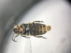 Photinus indictus