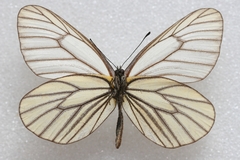 Aporia hippia