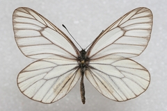 Aporia hippia