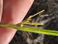 Scleria muehlenbergii