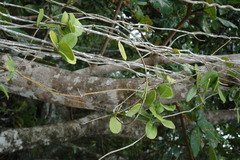 Hoya australis