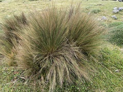 Poa cita