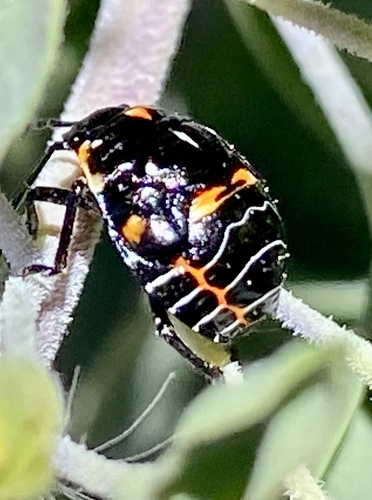 iNaturalist observation photo of Harlequin Bug