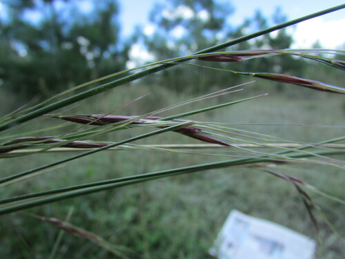 Nassella mucronata observed 2021-09-27