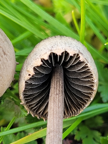 Panaeolus papilionaceus — (c) Mandy Hackney, some rights reserved (CC BY)