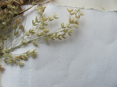 Poa sylvestris