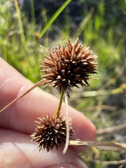 Rhynchospora microcephala