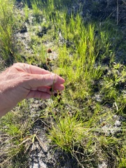 Rhynchospora microcephala