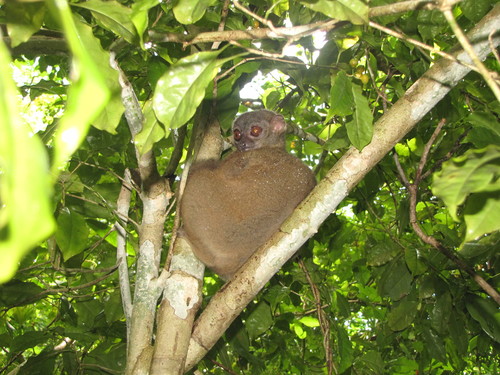 Lepilemur tymerlachsoni