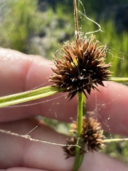 Rhynchospora microcephala