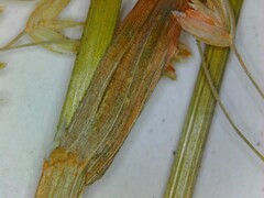 Poa sylvestris