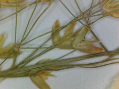 Poa sylvestris