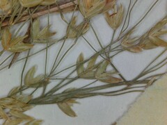 Poa sylvestris