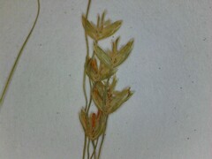 Poa sylvestris