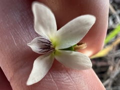 Viola vittata