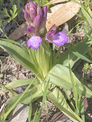 Anacamptis papilionacea