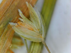 Poa sylvestris