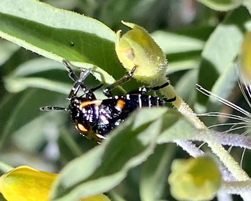 iNaturalist observation photo of Harlequin Bug