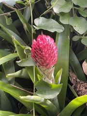 Quesnelia quesneliana