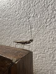 Bantia